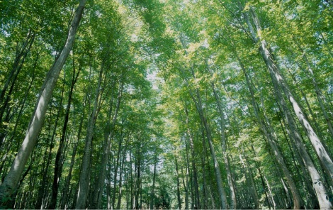 松の山 美人林
